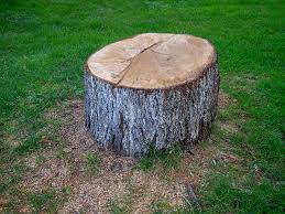 Best Fruit Tree Pruning  in Aragon, GA