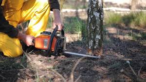 Best Tree Health Inspection  in Aragon, GA