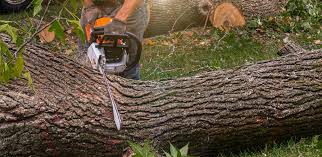 How Our Tree Care Process Works  in  Aragon, GA