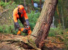 Best Tree Maintenance Programs  in Aragon, GA