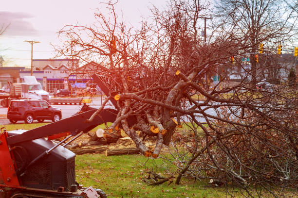 Best Storm Damage Tree Cleanup  in Aragon, GA