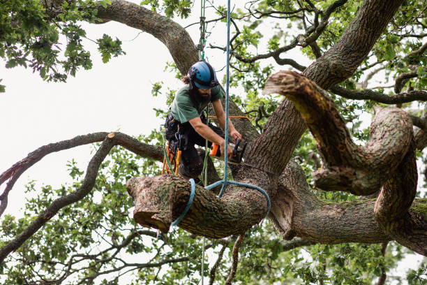 Best Emergency Tree Removal  in Aragon, GA