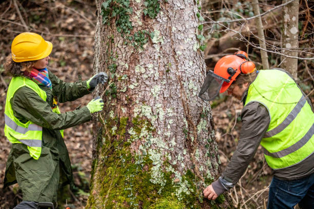 Reliable Aragon, GA Tree Care Solutions