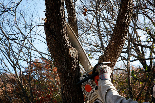 Best Mulching Services  in Aragon, GA