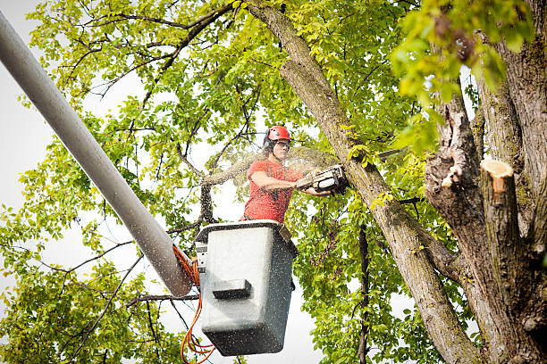 Best Hedge Trimming  in Aragon, GA