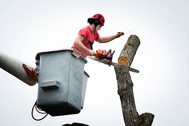 Best Tree Risk Assessment  in Aragon, GA