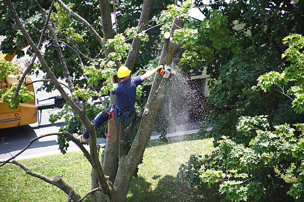 Best Hazardous Tree Removal  in Aragon, GA