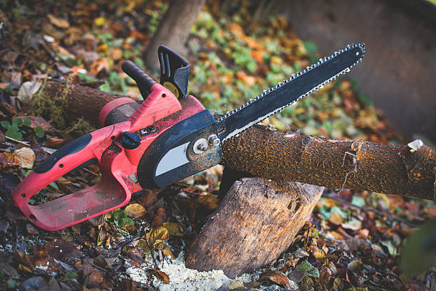 Best Arborist Consultation Services  in Aragon, GA