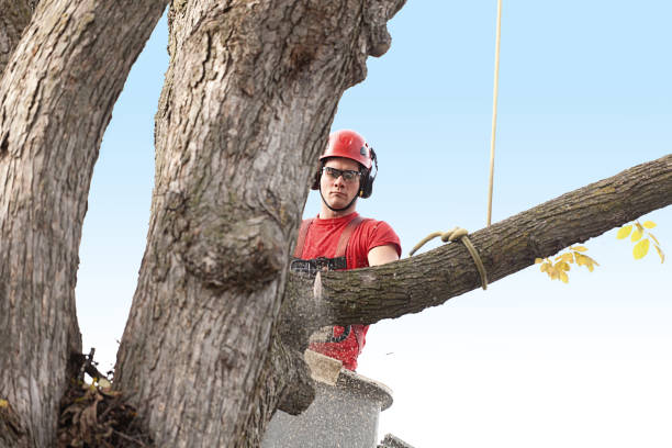 Best Utility Line Clearance  in Aragon, GA